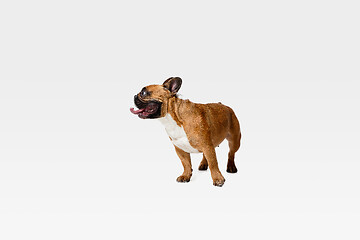 Image showing Studio shot of French Bulldog isolated on white studio background