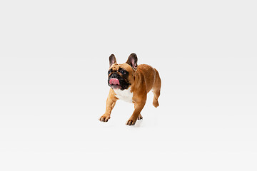 Image showing Studio shot of French Bulldog isolated on white studio background