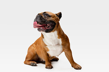 Image showing Studio shot of French Bulldog isolated on white studio background