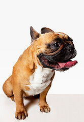 Image showing Studio shot of French Bulldog isolated on white studio background