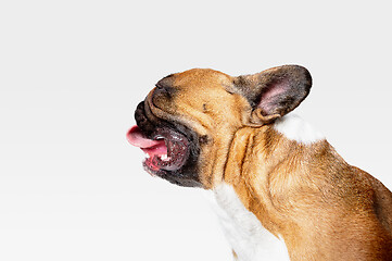 Image showing Studio shot of French Bulldog isolated on white studio background