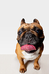 Image showing Studio shot of French Bulldog isolated on white studio background