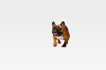 Image showing Studio shot of French Bulldog isolated on white studio background