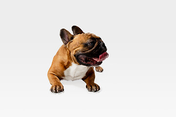 Image showing Studio shot of French Bulldog isolated on white studio background