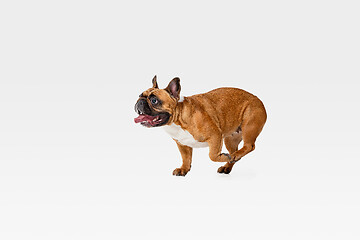 Image showing Studio shot of French Bulldog isolated on white studio background