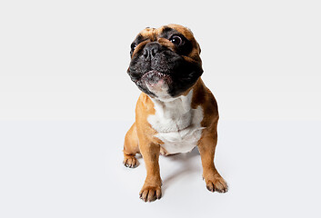 Image showing Studio shot of French Bulldog isolated on white studio background