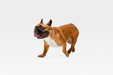 Image showing Studio shot of French Bulldog isolated on white studio background