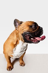 Image showing Studio shot of French Bulldog isolated on white studio background