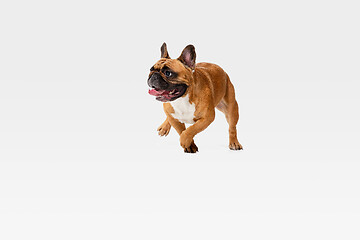 Image showing Studio shot of French Bulldog isolated on white studio background