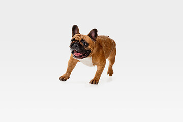 Image showing Studio shot of French Bulldog isolated on white studio background