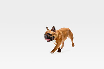 Image showing Studio shot of French Bulldog isolated on white studio background