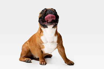 Image showing Studio shot of French Bulldog isolated on white studio background