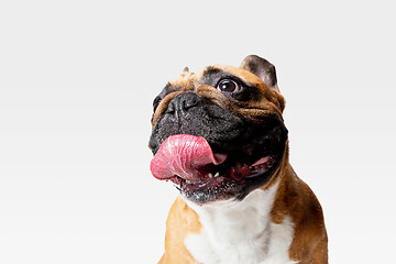 Image showing Studio shot of French Bulldog isolated on white studio background