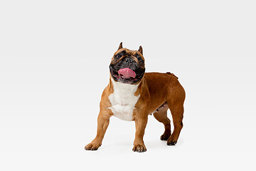 Image showing Studio shot of French Bulldog isolated on white studio background