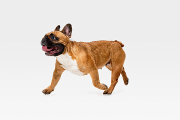 Image showing Studio shot of French Bulldog isolated on white studio background