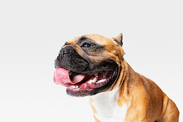 Image showing Studio shot of French Bulldog isolated on white studio background