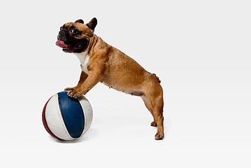 Image showing Studio shot of French Bulldog isolated on white studio background