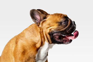 Image showing Studio shot of French Bulldog isolated on white studio background