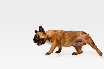 Image showing Studio shot of French Bulldog isolated on white studio background