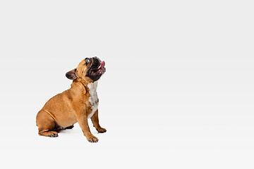 Image showing Studio shot of French Bulldog isolated on white studio background