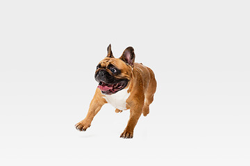 Image showing Studio shot of French Bulldog isolated on white studio background