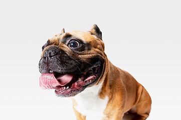 Image showing Studio shot of French Bulldog isolated on white studio background