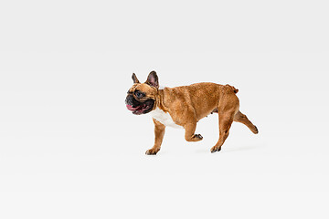 Image showing Studio shot of French Bulldog isolated on white studio background