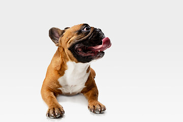 Image showing Studio shot of French Bulldog isolated on white studio background