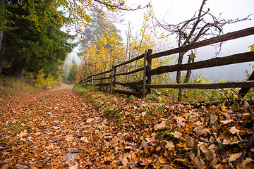 Image showing autumnal forest on a foggy morning