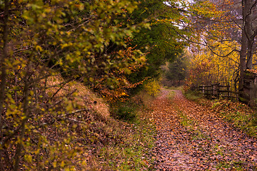 Image showing autumnal forest on a foggy morning