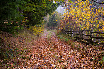 Image showing autumnal forest on a foggy morning