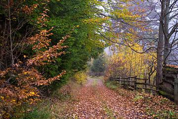 Image showing autumnal forest on a foggy morning