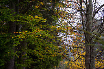 Image showing autumnal forest on a foggy morning