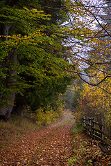 Image showing autumnal forest on a foggy morning