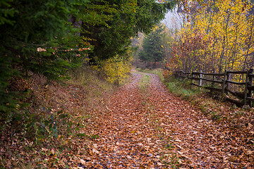 Image showing autumnal forest on a foggy morning