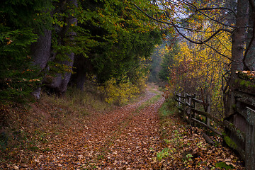 Image showing autumnal forest on a foggy morning