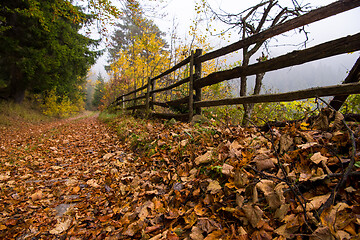 Image showing autumnal forest on a foggy morning