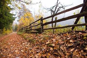 Image showing autumnal forest on a foggy morning