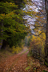 Image showing autumnal forest on a foggy morning