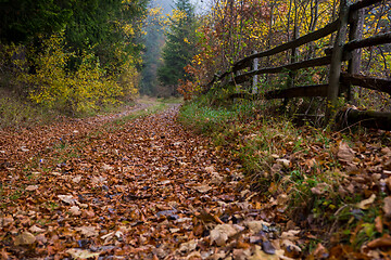 Image showing autumnal forest on a foggy morning