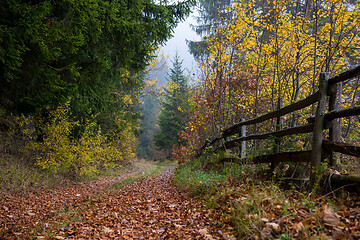 Image showing autumnal forest on a foggy morning