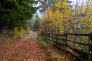 Image showing autumnal forest on a foggy morning