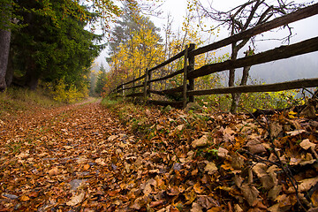 Image showing autumnal forest on a foggy morning