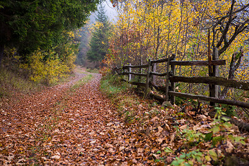 Image showing autumnal forest on a foggy morning