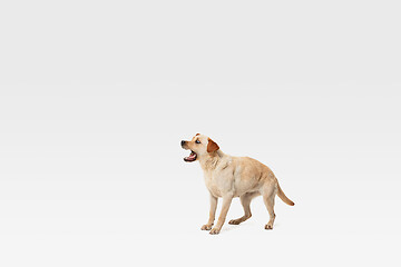 Image showing Studio shot of labrador retriever dog isolated on white studio background