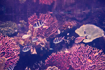 Image showing aquarium with colorful fishes