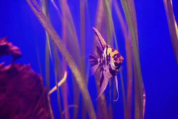 Image showing fish swimming in aquarium