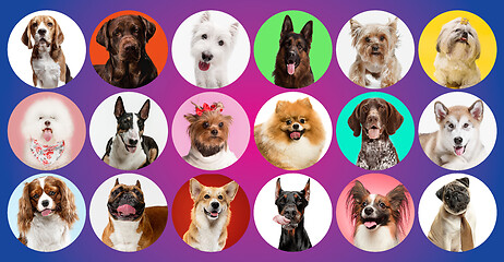 Image showing Creative collage of different breeds of dogs on colorful background