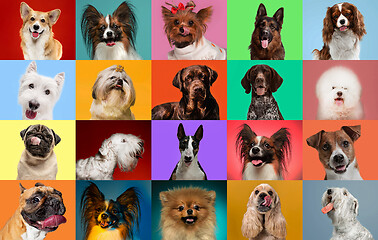 Image showing Creative collage of different breeds of dogs on colorful background
