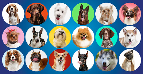 Image showing Creative collage of different breeds of dogs on colorful background